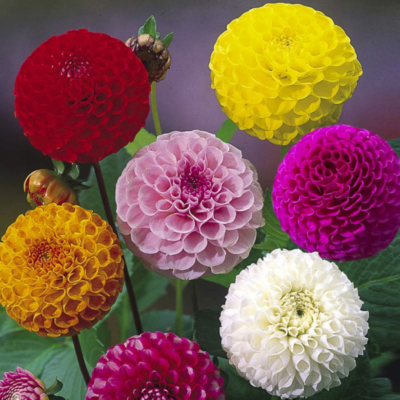 Mignondaalia Pompon Mix (Kukinta)