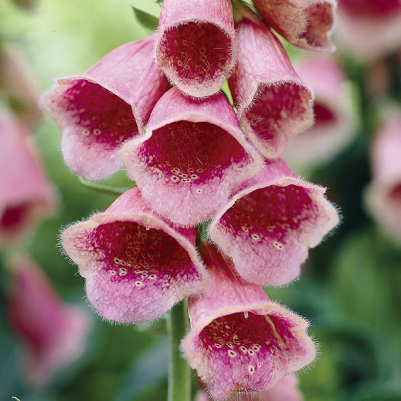 Tarhasormustinkukka Summer King (siemenet) (Kukinta)