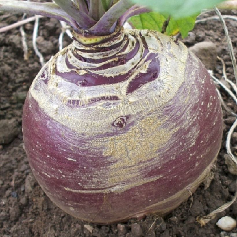 Lanttu Magres (Sadonkorjuu)