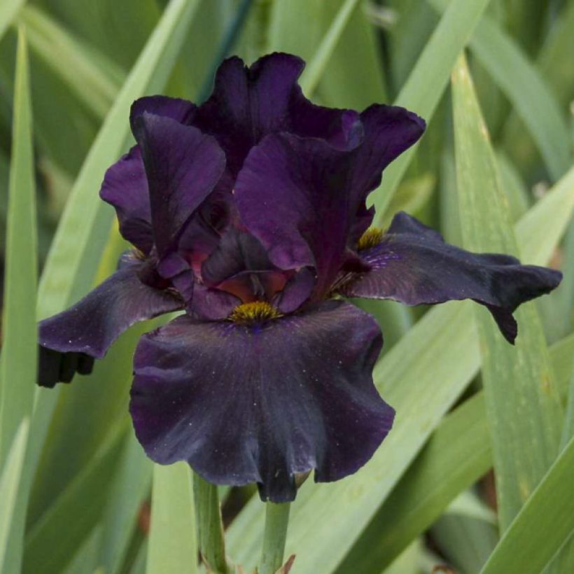 Saksankurjenmiekka Old Black Magic (Kukinta)