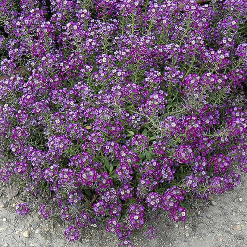 Tuoksupielus Oriental Nights (siemenet) (Kukinta)
