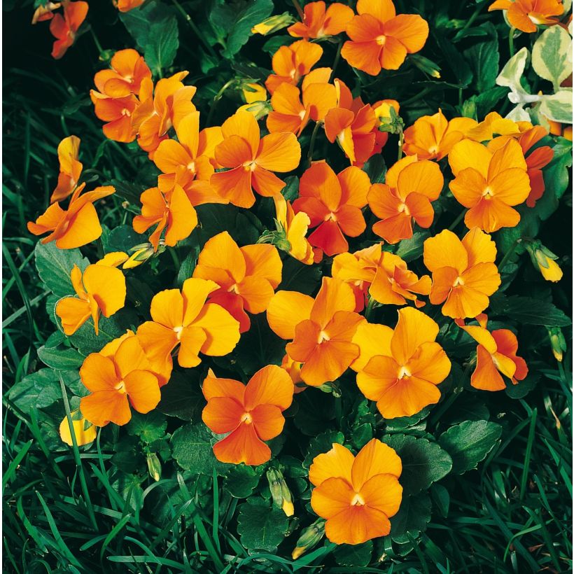Tarhasarviorvokki F1 Penny Orange (Kukinta)