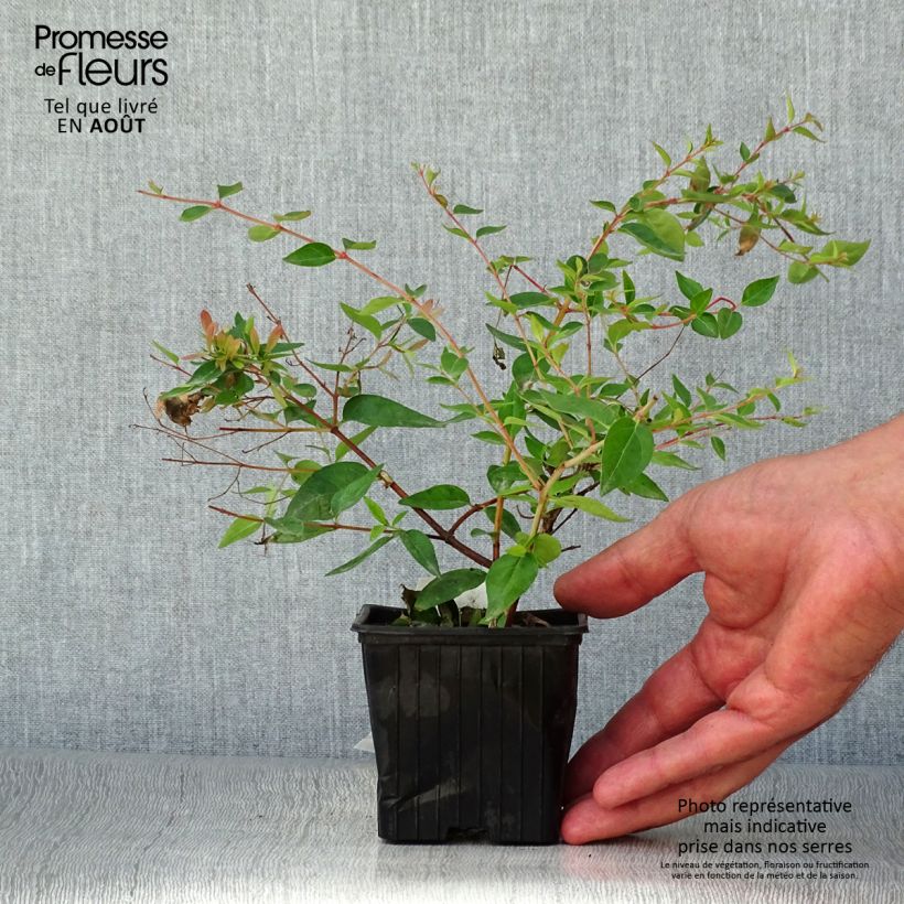 Esimerkki kesällä toimitetusta Abelia grandiflora Edward Goucher Taimiruukku 8/9 cm-taimesta