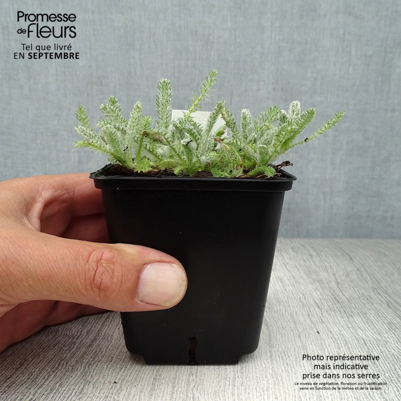 Esimerkki syksyllä toimitetusta Kivikärsämö Aurea 8/9 cm taimiruukku-taimesta