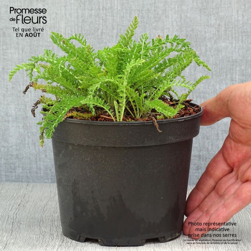 Esimerkki kesällä toimitetusta Siankärsämö White Beauty Pot de 2L/3L-taimesta