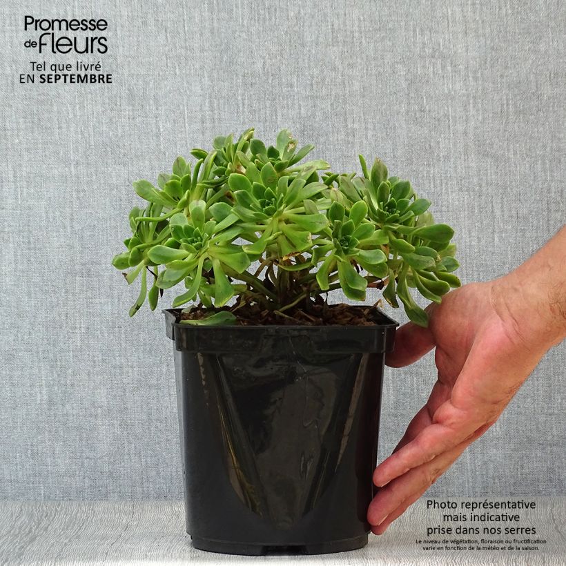 Esimerkki syksyllä toimitetusta Loistomehipuu - Aeonium occidentale 3 litran/4 litran ruukku-taimesta