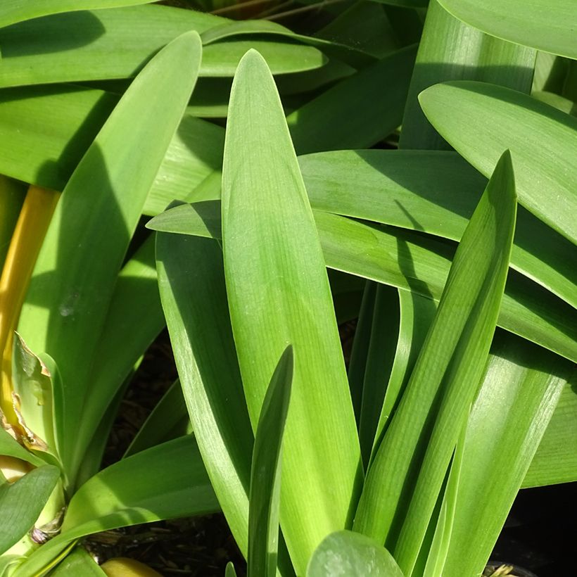 Sinisarja Full Moon (Foliage)