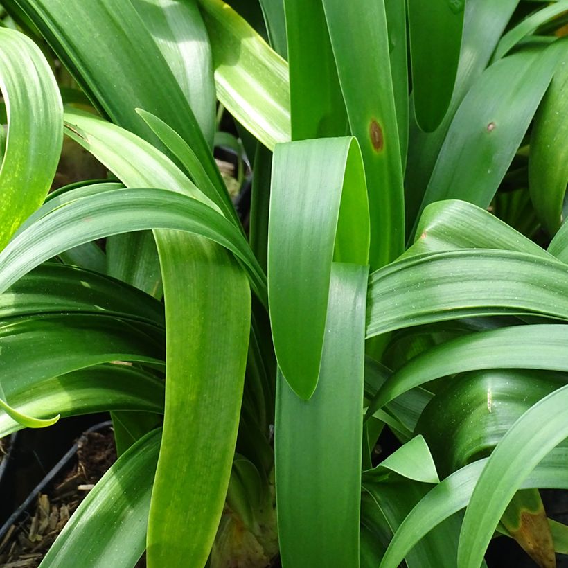 Sinisarja Vallée de l'Authion (Foliage)