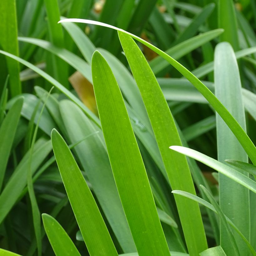 Sinisarja Vallée de la Romanche (Foliage)
