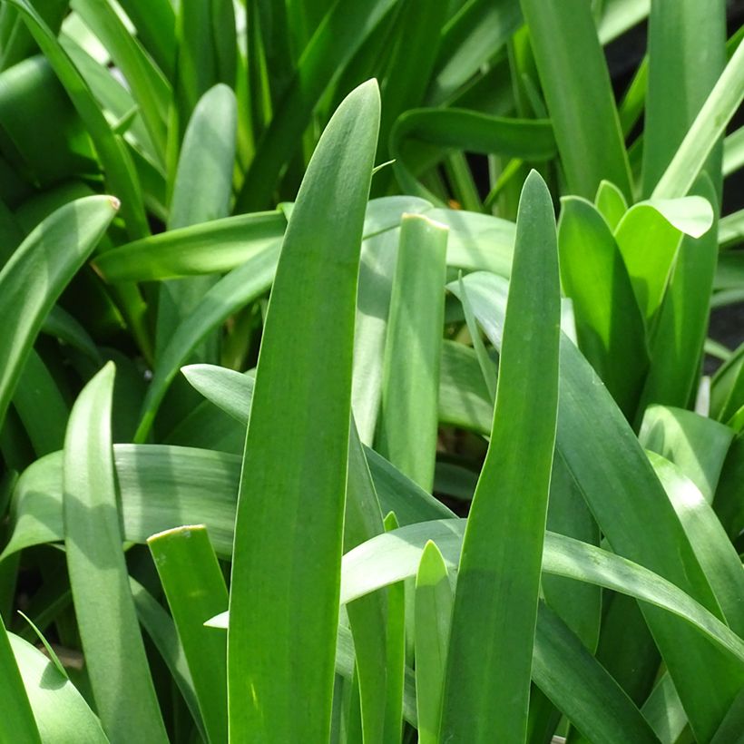 Sinisarja Vallée de la Sarthe (Foliage)
