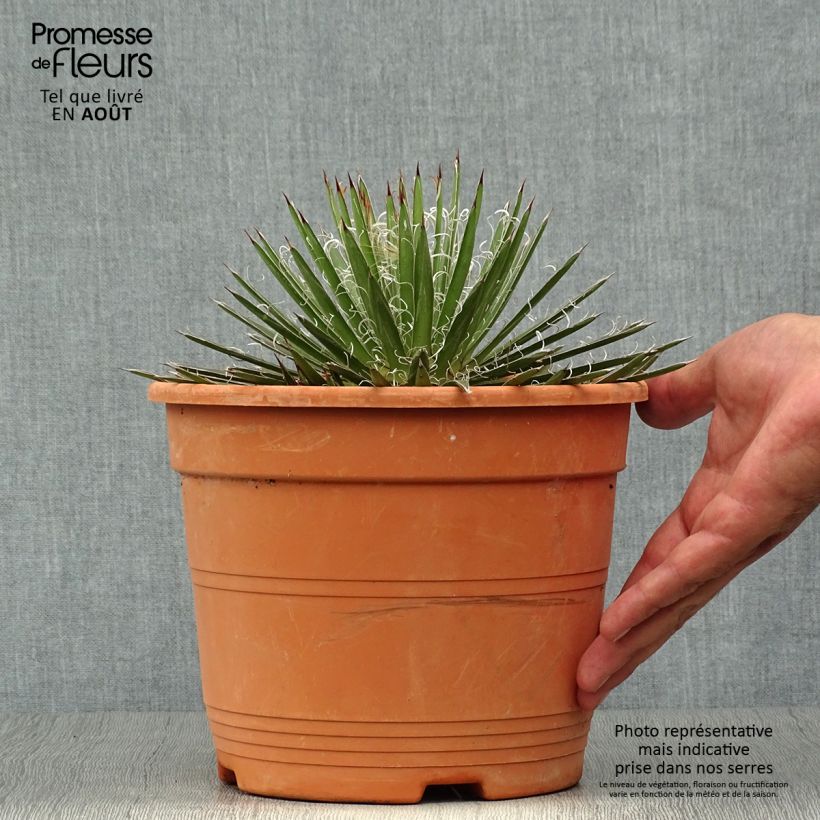 Esimerkki kesällä toimitetusta Lanka-agaave - Agave filifera Pot de 1,5L/2L-taimesta