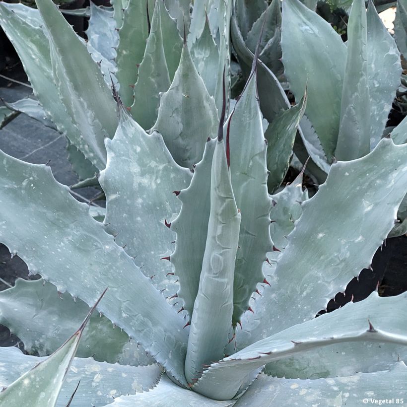 Agaave - Agave durangensis (Lehvistö)