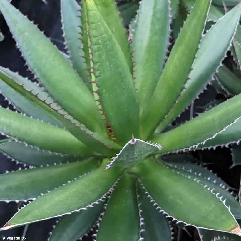 Agaave - Agave horrida (Lehvistö)