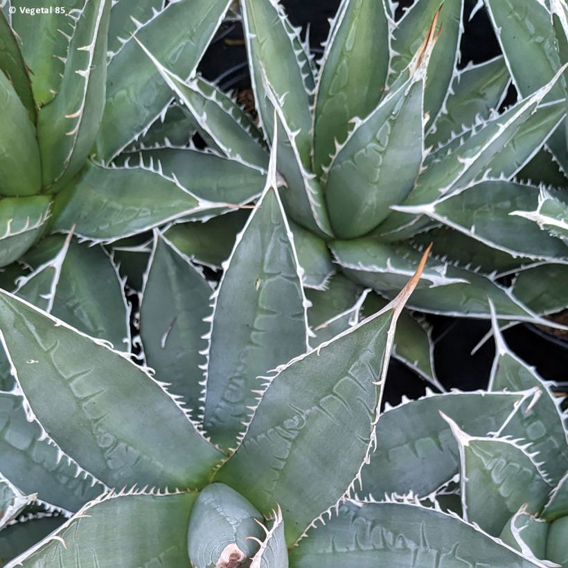 Agaave - Agave kerchovei (Lehvistö)