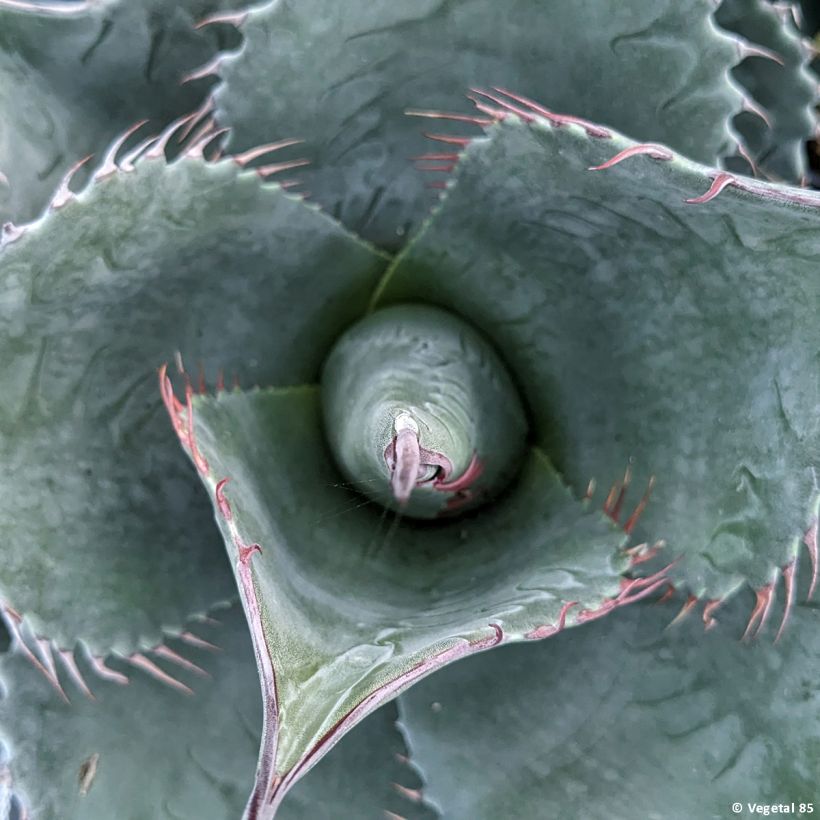 Hammasagaave - Agave parrasana (Lehvistö)