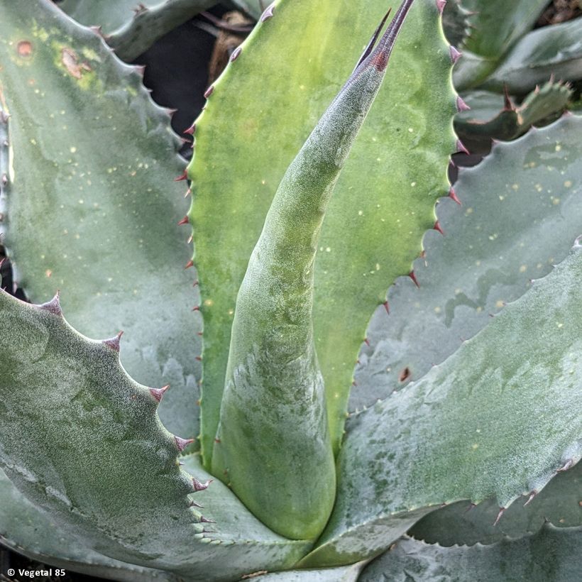 Titaaniagaave - Agave salmiana (Lehvistö)
