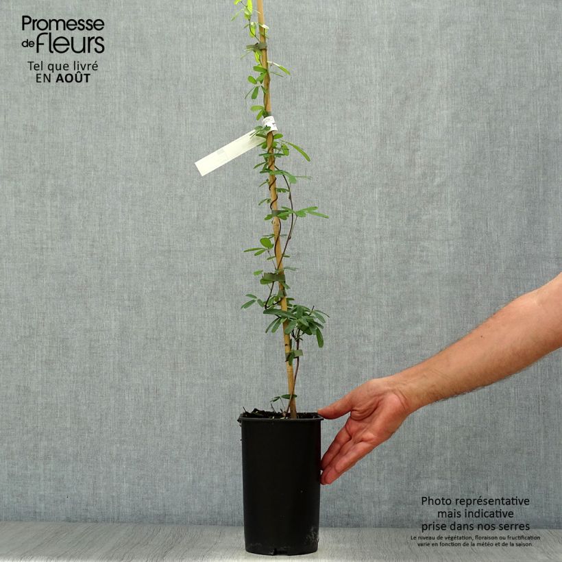 Esimerkki kesällä toimitetusta Akebia longeracemosa Pot de 2L/3L-taimesta