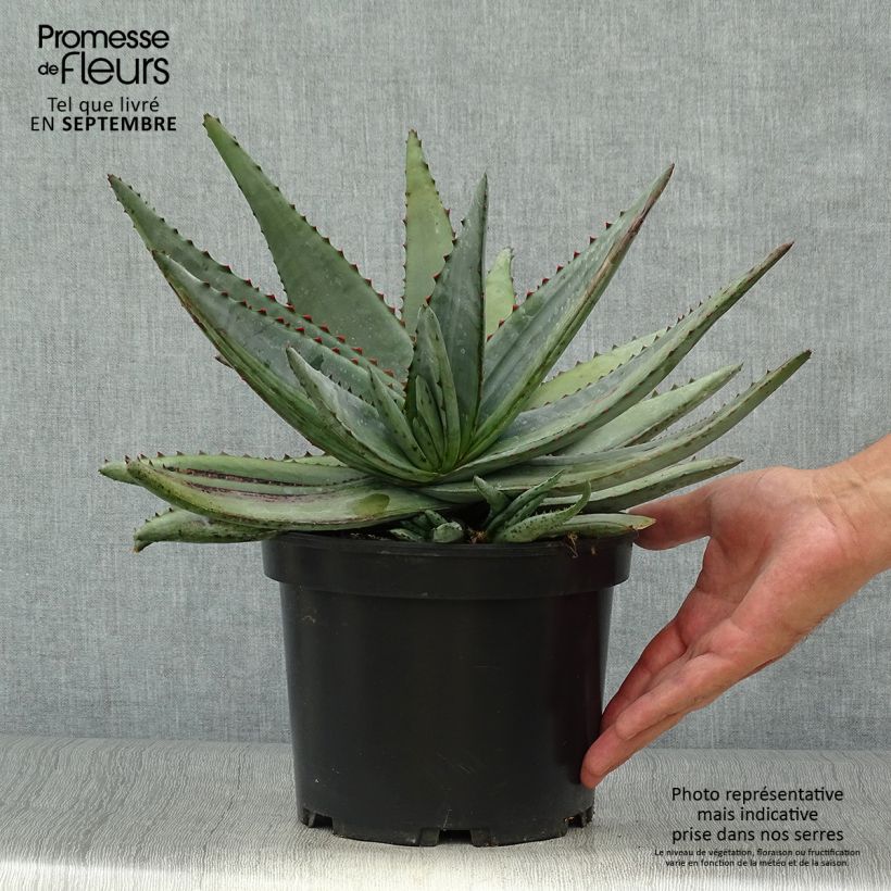 Esimerkki syksyllä toimitetusta Aloe conifera Twirl Pot de 3L/4L-taimesta