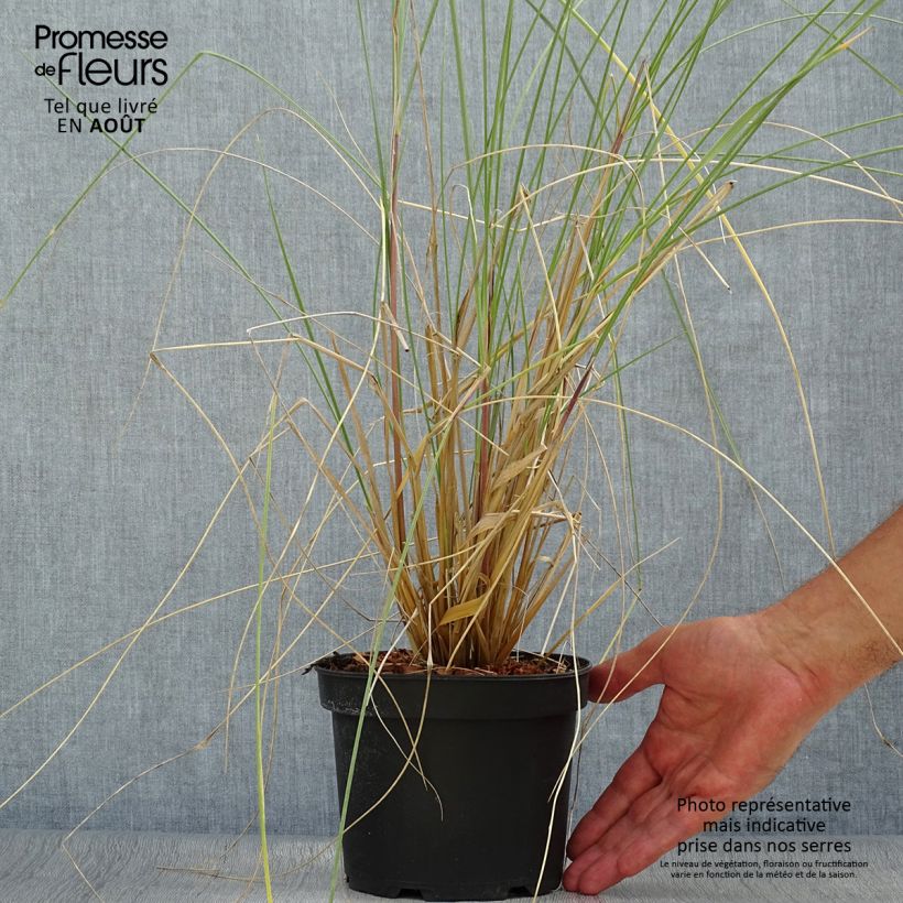Esimerkki kesällä toimitetusta Rantakaura - Ammophila arenaria Ruukku 2L / 3L-taimesta