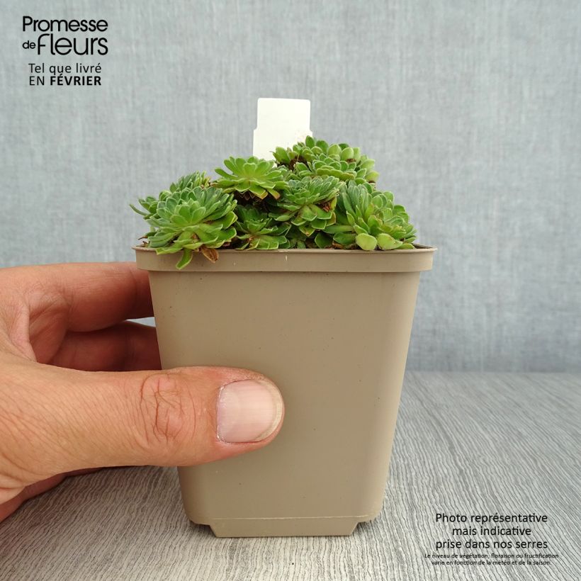 Esimerkki syksyllä toimitetusta Androsace sarmentosa Godet de 8/9 cm-taimesta