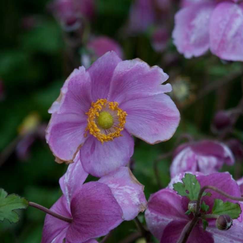 Tarhasyysvuokko Rosenschale (Kukinta)