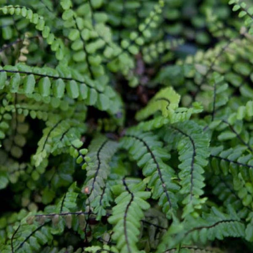 Kalliotummaraunioinen - Asplenium trichomanes (Lehvistö)
