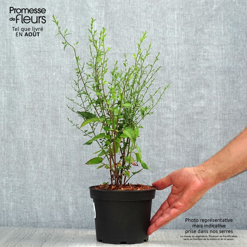 Esimerkki kesällä toimitetusta Pursuasteri Ezo Murasaki Pot de 2L/3L-taimesta