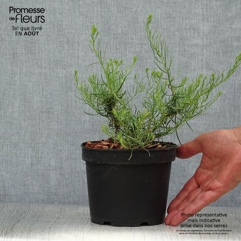 Esimerkki kesällä toimitetusta Kultakutriasteri - Aster linosyris Pot de 2L/3L-taimesta