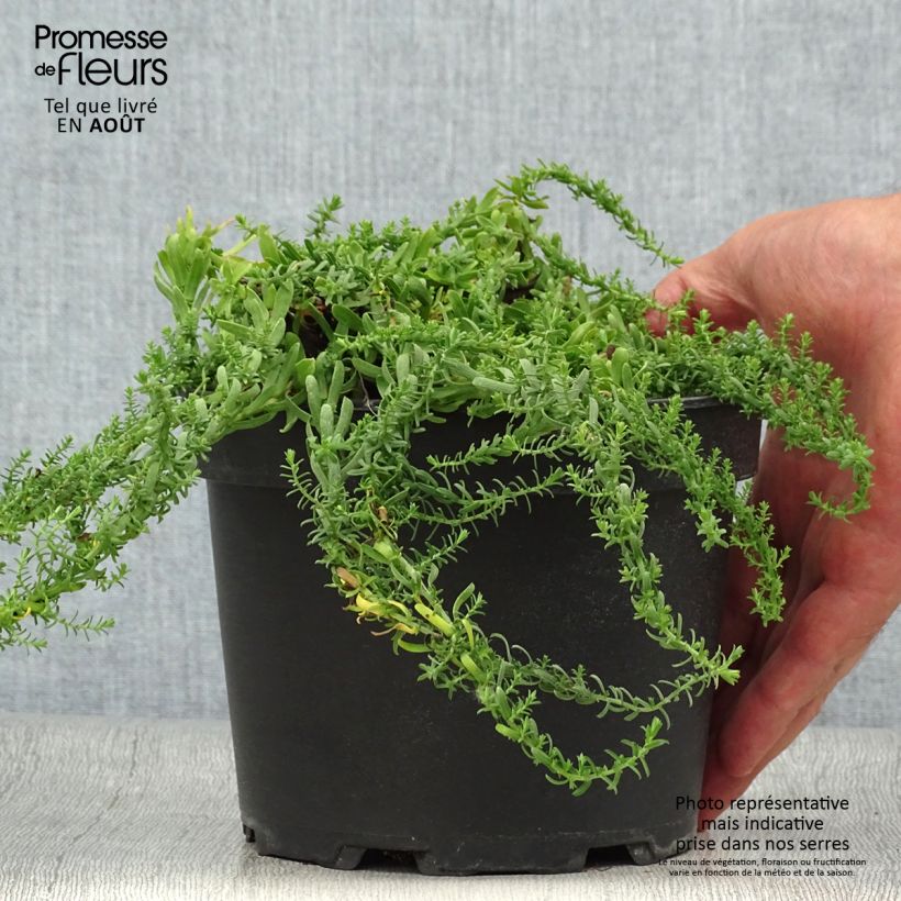 Esimerkki kesällä toimitetusta Kanerva-asteri f. prostratus Snow Flurry Ruukku 2L / 3L-taimesta