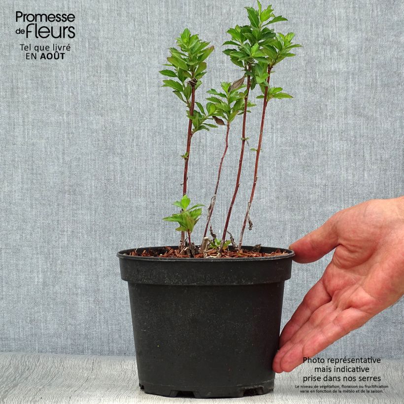 Esimerkki kesällä toimitetusta Pursuasteri Stardust Pot de 2L/3L-taimesta