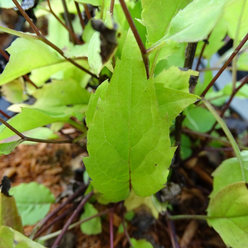 Syysasteri - Aster tradescantii (Lehvistö)