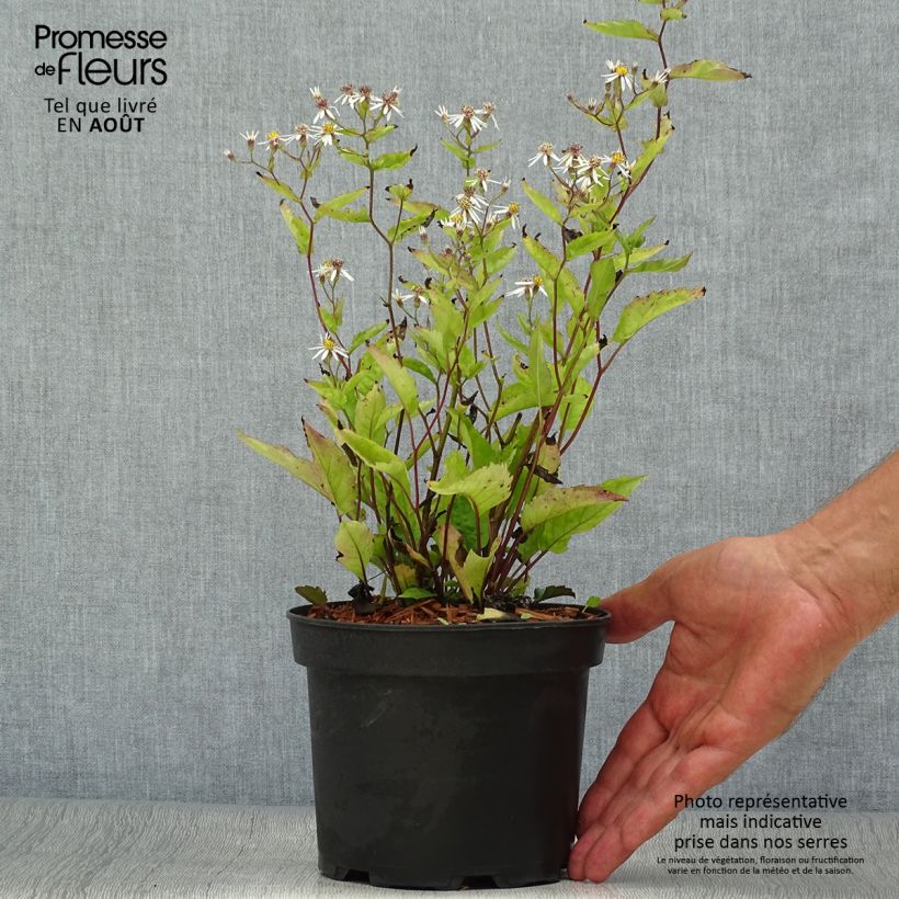 Esimerkki kesällä toimitetusta Syysasteri - Aster tradescantii Pot de 2L/3L-taimesta