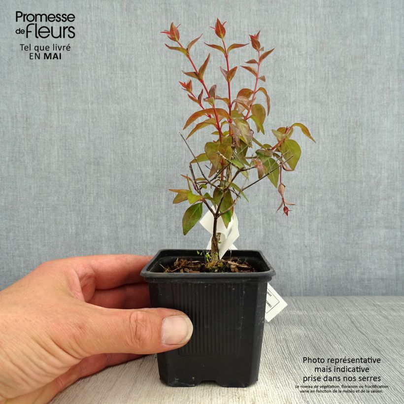 Example of Abelia grandiflora Edward Goucher Godet de 8/9 cm as you get in printemps