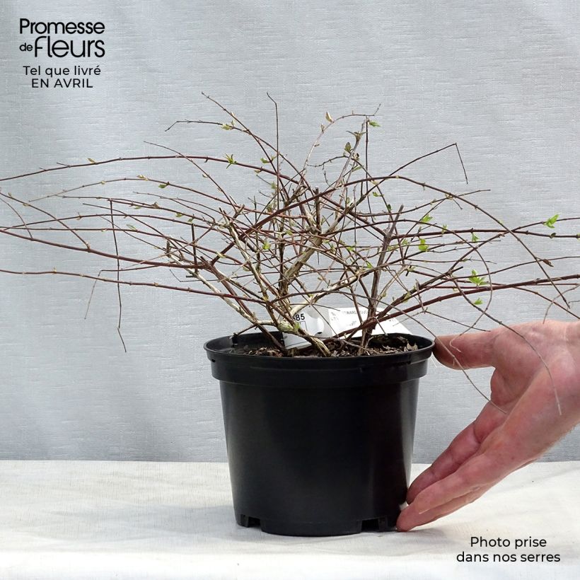 Example of Abelia grandiflora Edward Goucher Pot de 1L/1,5L as you get in printemps