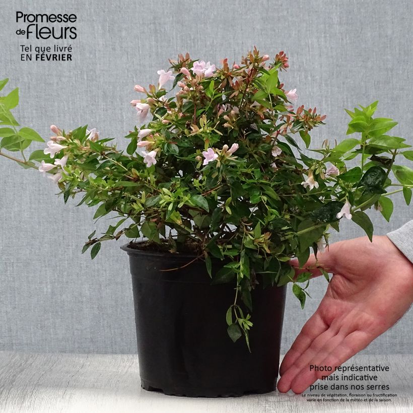 Esimerkki syksyllä toimitetusta Abelia grandiflora Edward Goucher 1 litran / 1,5 litran ruukku-taimesta