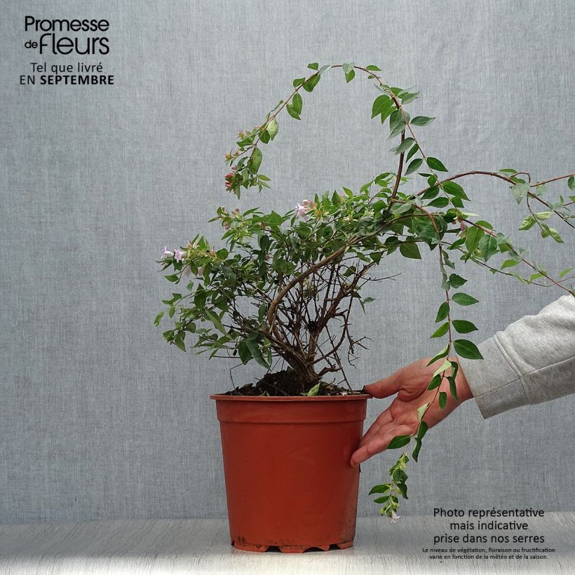 Esimerkki syksyllä toimitetusta Abelia grandiflora Edward Goucher 7,5 litran / 10 litran ruukku-taimesta