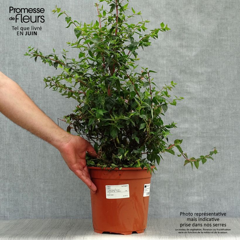 Esimerkki kesällä toimitetusta Abelia grandiflora Edward Goucher Ruukku 7,5L / 10L-taimesta