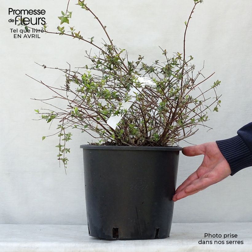 Example of Abelia grandiflora Edward Goucher Pot de 7,5L/10L as you get in printemps