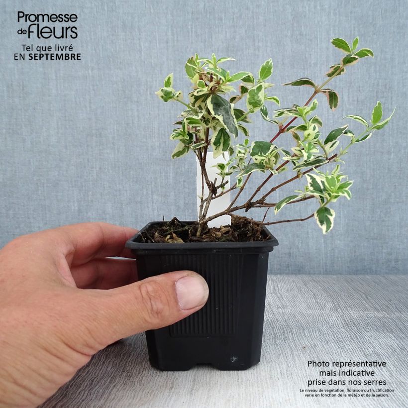 Esimerkki syksyllä toimitetusta Abelia grandiflora Magic Daydream 8/9 cm taimiruukku-taimesta