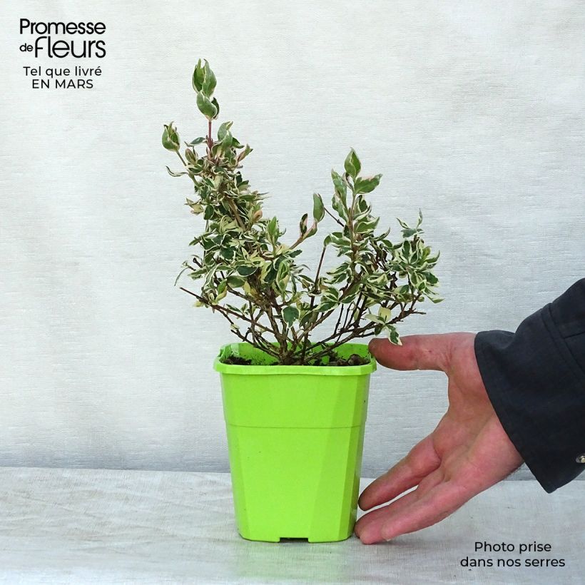 Example of Abelia grandiflora Magic Daydream Godet de 8/9 cm as you get in printemps
