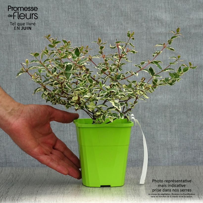 Esimerkki kesällä toimitetusta Abelia grandiflora Magic Daydream Taimiruukku 8/9 cm-taimesta