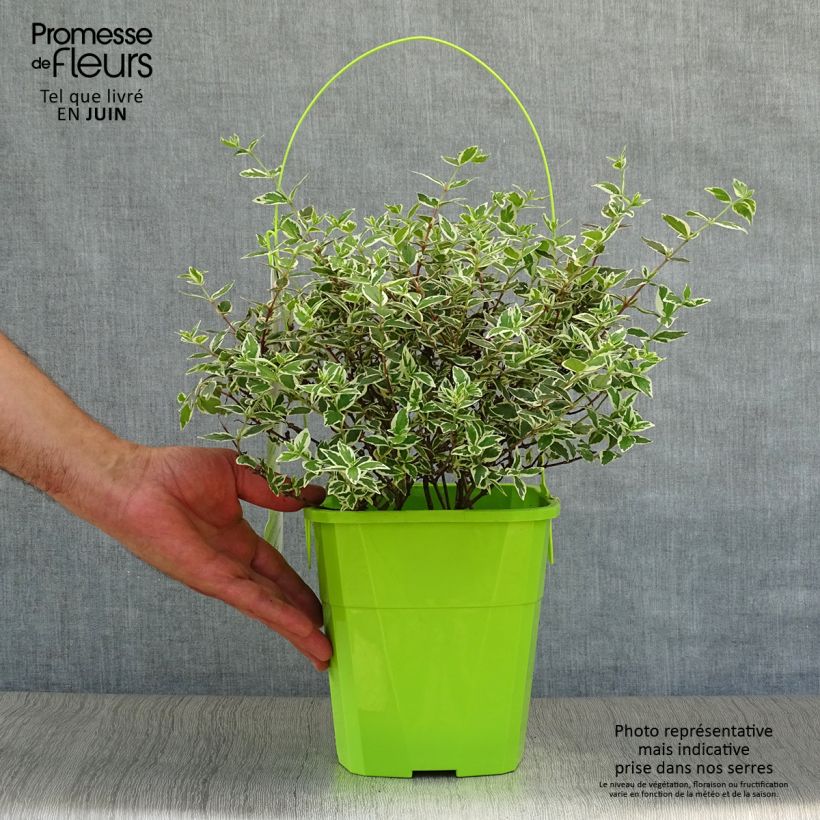 Esimerkki kesällä toimitetusta Abelia grandiflora Magic Daydream Ruukku 3L / 4L-taimesta