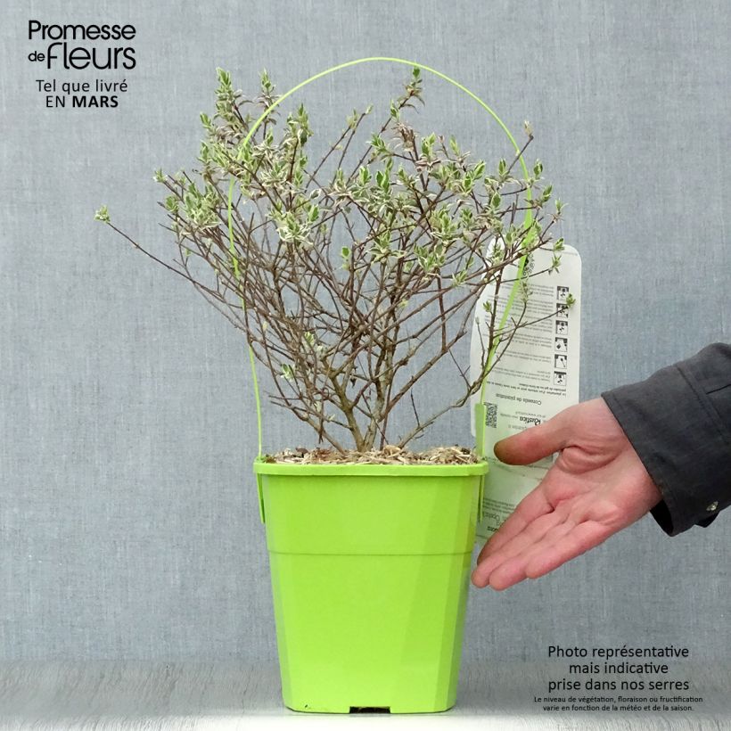 Example of Abelia grandiflora Magic Daydream Pot de 3L/4L as you get in printemps