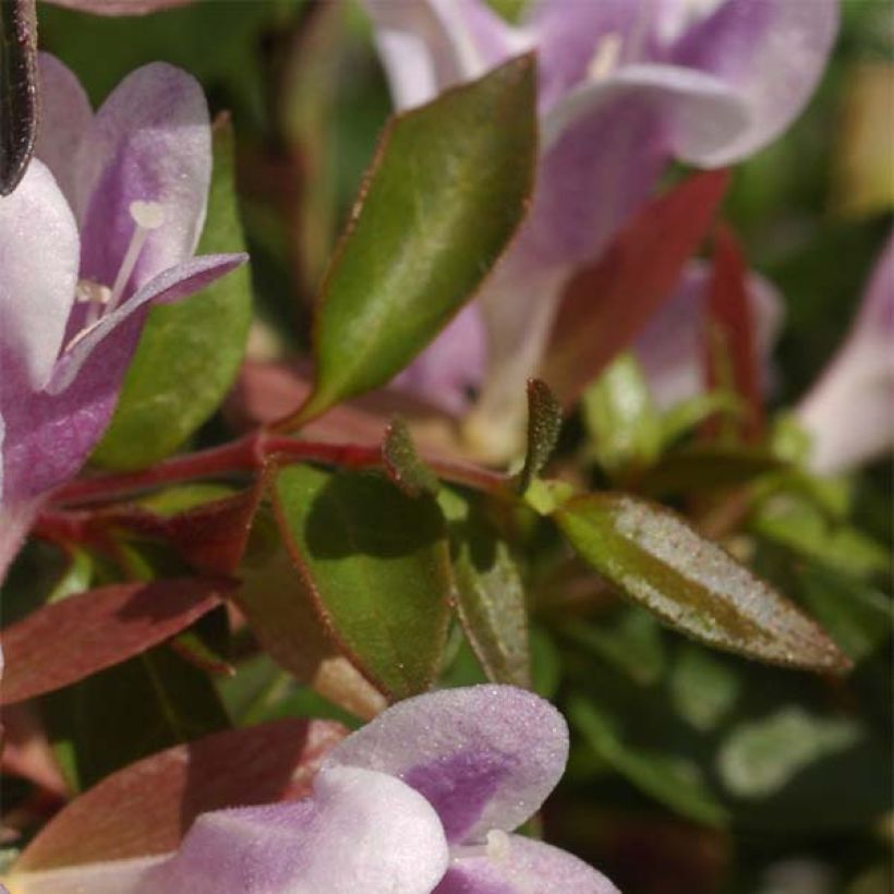 Abelia grandiflora Pastel Charm (Lehvistö)