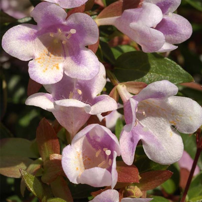 Abelia grandiflora Pastel Charm (Kukinta)