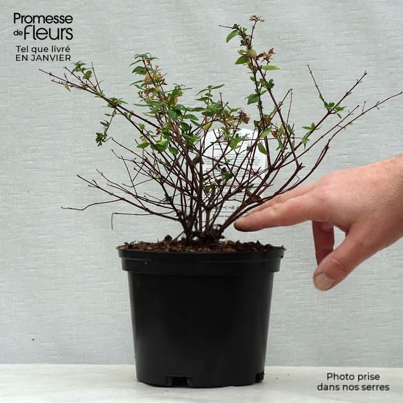 Example of Abelia grandiflora Petite Garden Pot de 2L/3L as you get in hiver