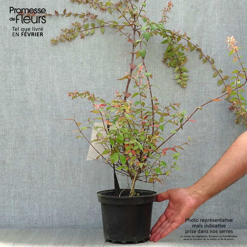 Esimerkki syksyllä toimitetusta Abelia grandiflora Pink Pong 3 litran/4 litran ruukku-taimesta