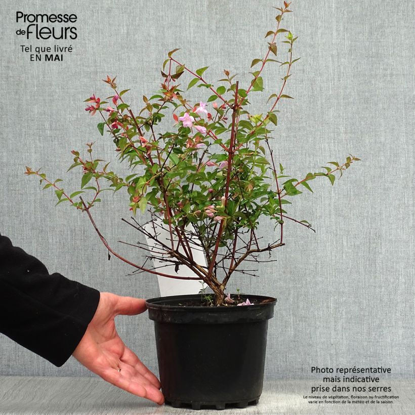 Example of Abelia grandiflora Pink Pong Pot de 3L/4L as you get in printemps
