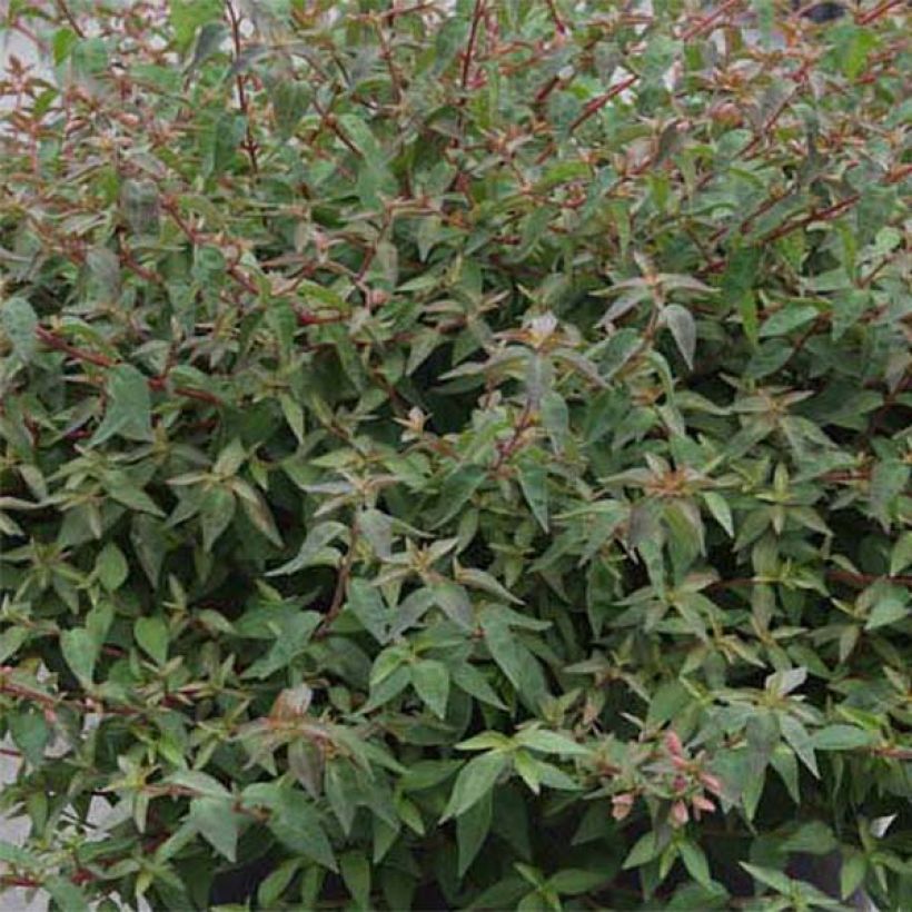 Abelia grandiflora Pinky Bells Noble (Foliage)