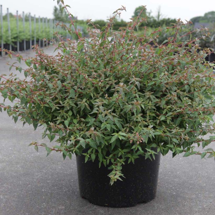Abelia grandiflora Pinky Bells Noble (Plant habit)